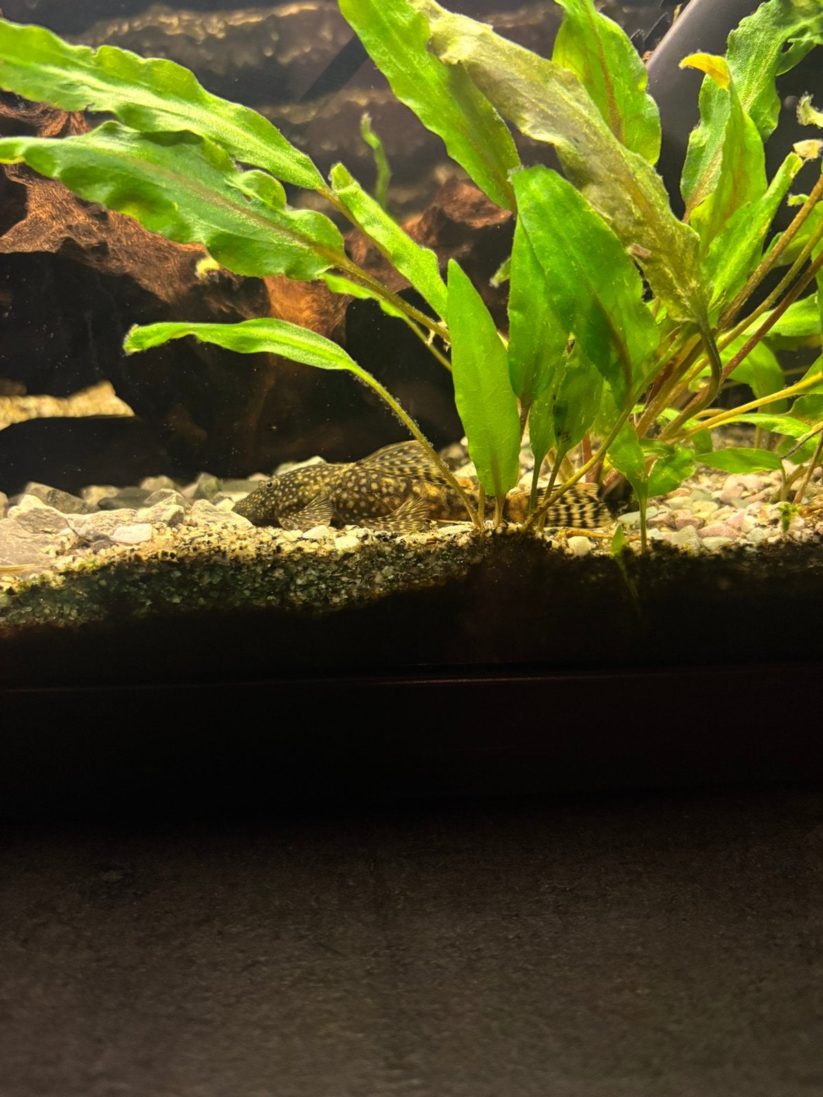 61 stuks algen eters mt/zonder borstel neus. Locatie almelo, Dieren en Toebehoren, Vissen | Aquariumvissen, Vis, Zoetwatervis