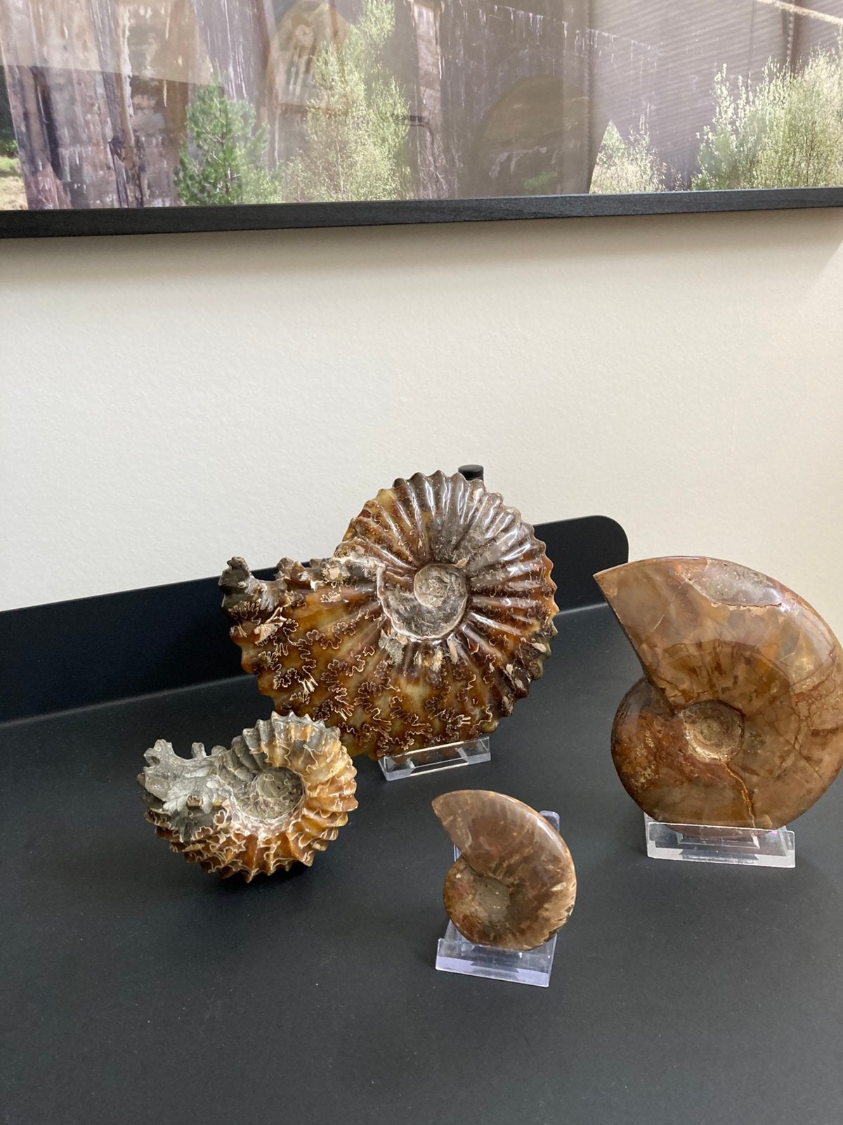 Ammonieten, Verzamelen, Mineralen en Fossielen, Ophalen of Verzenden