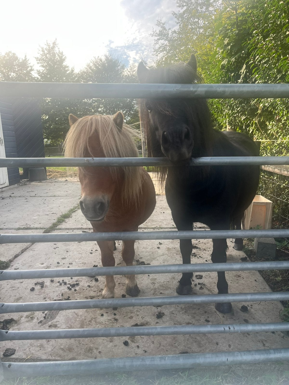 Twee lieve shetlanders - hengsten, Ruin, A pony (tot 1.17m), 3 tot 6 jaar