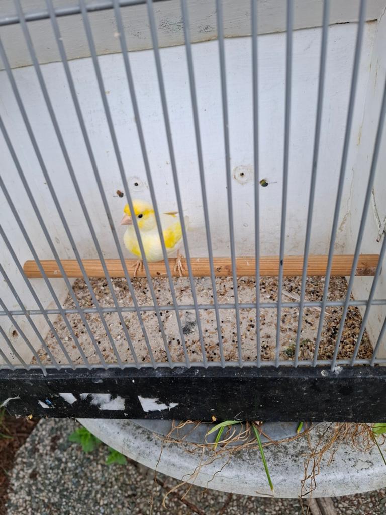 Man, Dieren en Toebehoren, Vogels | Kanaries, Mannelijk, Kleurkanarie