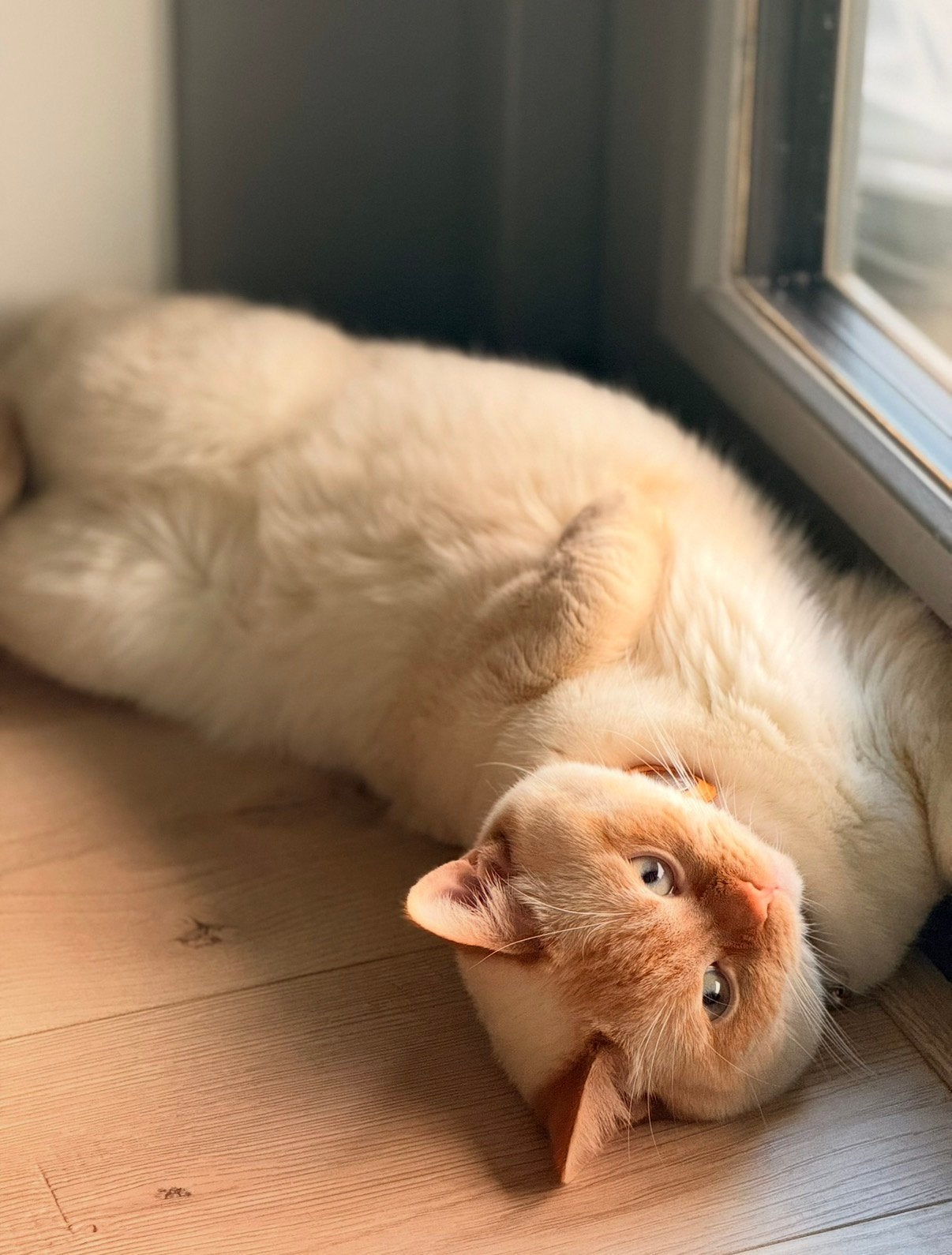 Lieve en rustige Red-point Siamees Catccino zoekt een baas, Dieren en Toebehoren, Katten en Kittens | Raskatten | Korthaar, Kater
