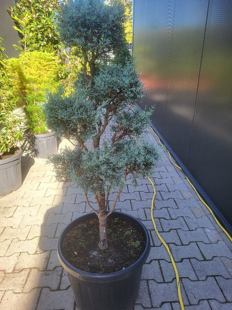 Cupressus ariz.Fastigiata"bonsai, Bloeit niet, 100 tot 250 cm, Volle zon, In pot
