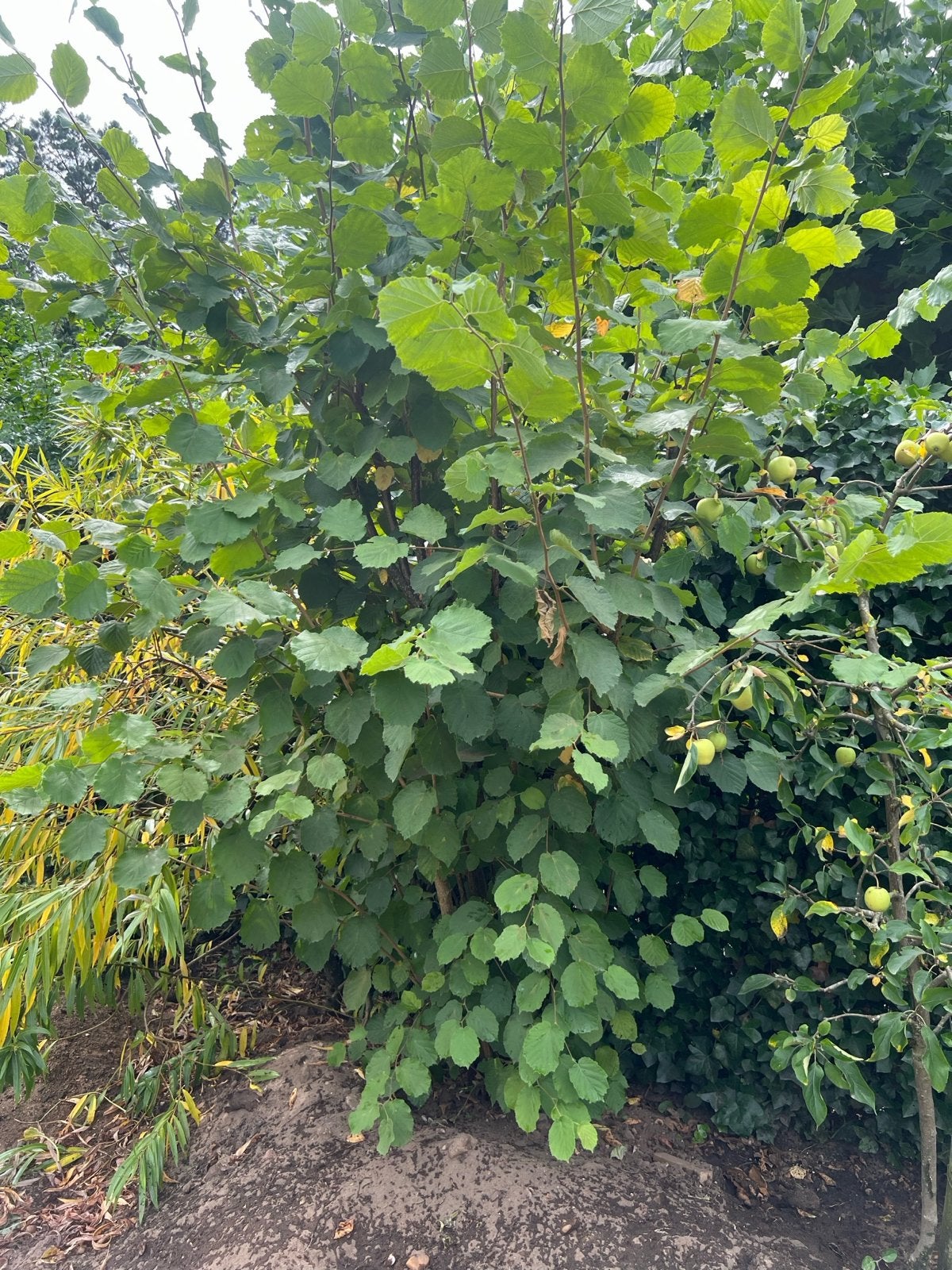 Hazelaar (Corylus avellana), Vaste plant, Halfschaduw, Lente, Ophalen