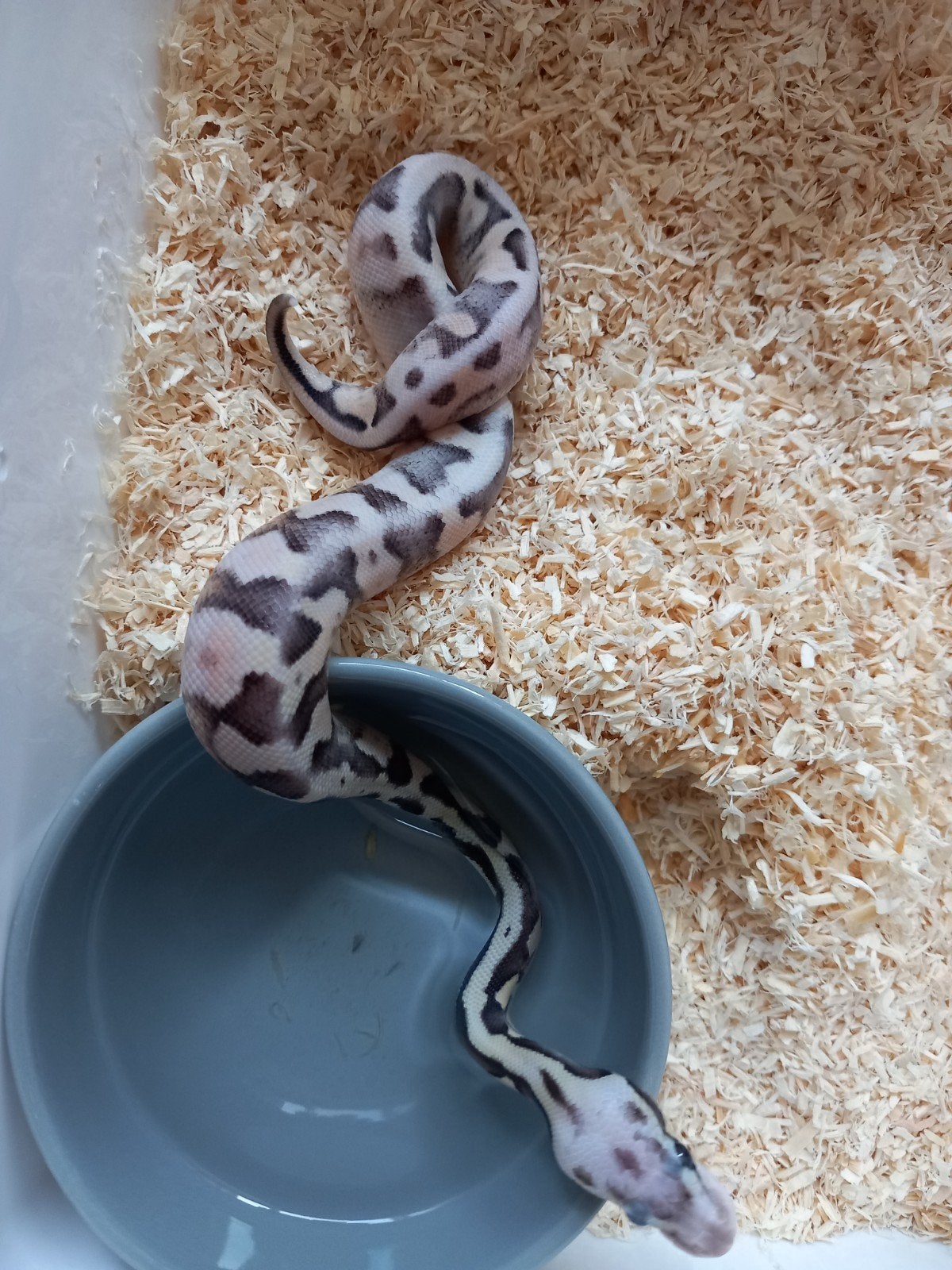 prachtige koningspythons ballpython python regius nk26 Ball Python - male for sale from Serpentum viridis
