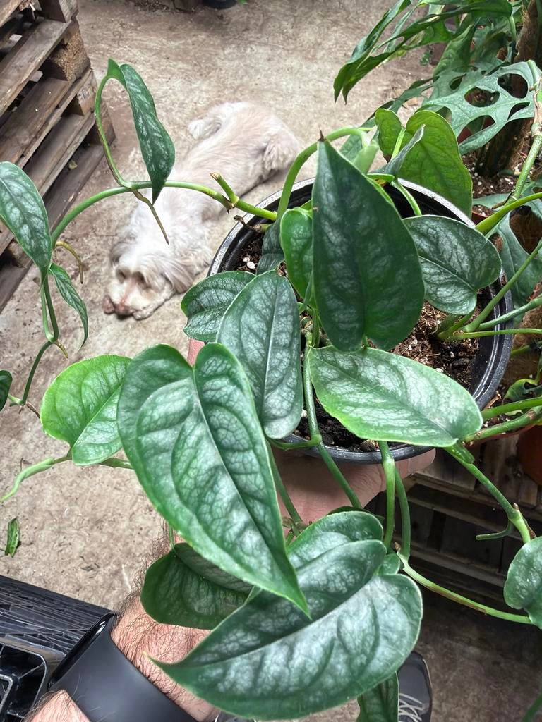 Monstera Siltepecana - Zeldzame Klimplant - Pot 13 cm, Ophalen of Verzenden