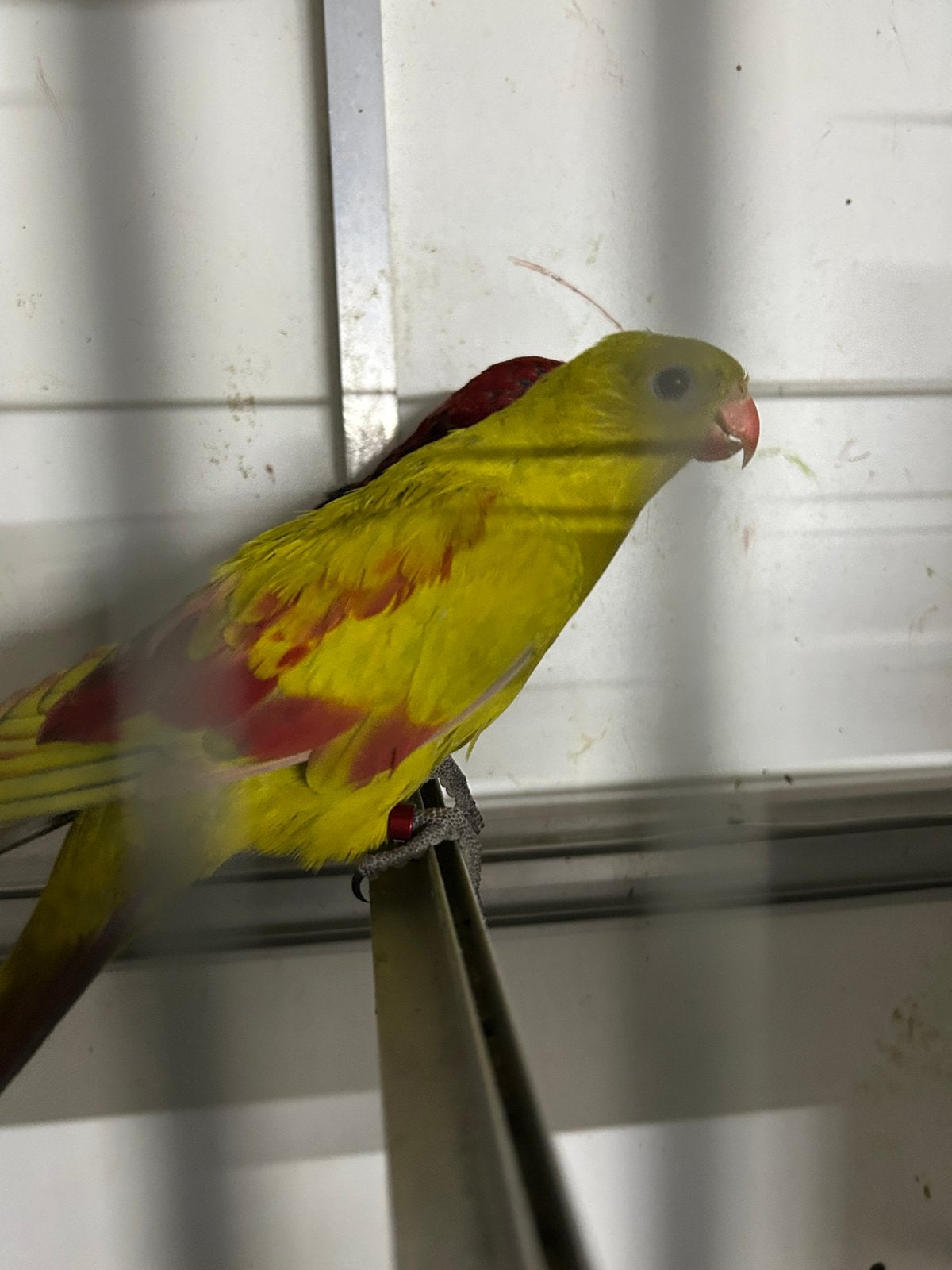 Pastel bergparkiet koppel, Dieren en Toebehoren, Meerdere dieren, Parkiet