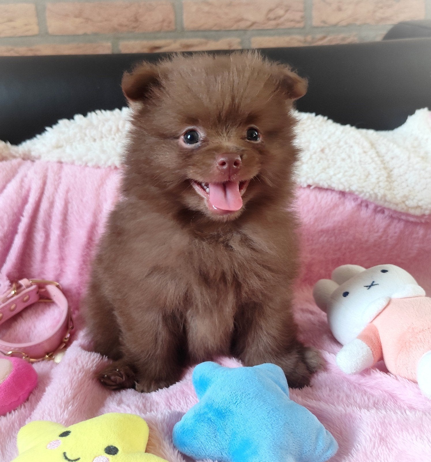Nog 2 mega schattige mini pomeranian bearface puppys!, Dieren en Toebehoren, Keeshond, Reu, 8 tot 15 weken, Meerdere