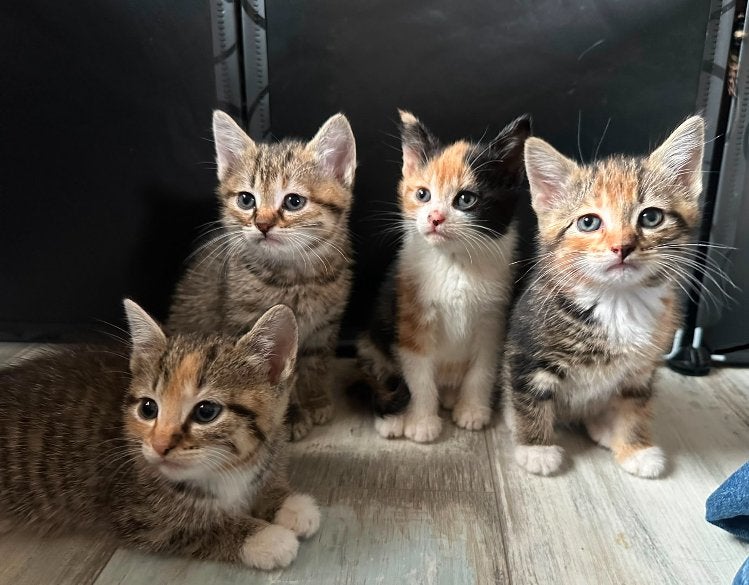 Lieve kittens te koop, Dieren en Toebehoren, Geslacht onbekend, Ontwormd, 0 tot 2 jaar