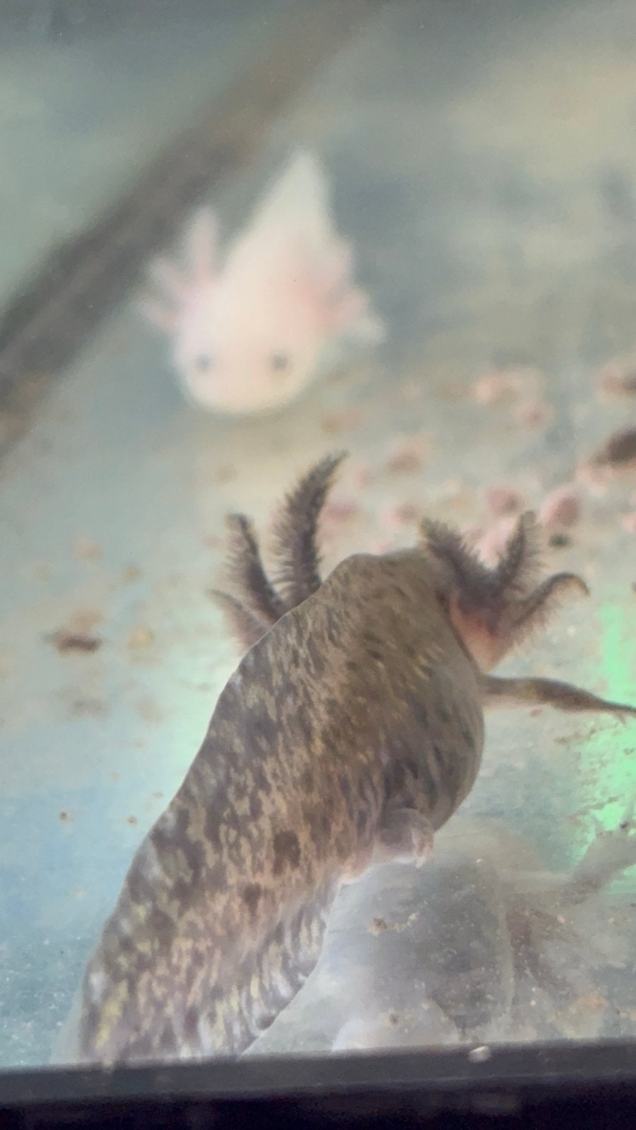 Axolotl 2 stuks