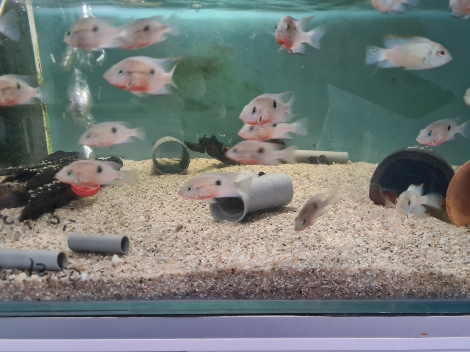 Vuurkeelcichliden, Thorichthys Meeki cichliden, Dieren en Toebehoren, Vis, Zoetwatervis