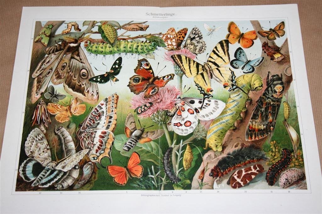 Antieke kleurenlitho - Vlinders van Europa - Circa 1900, Ophalen of Verzenden
