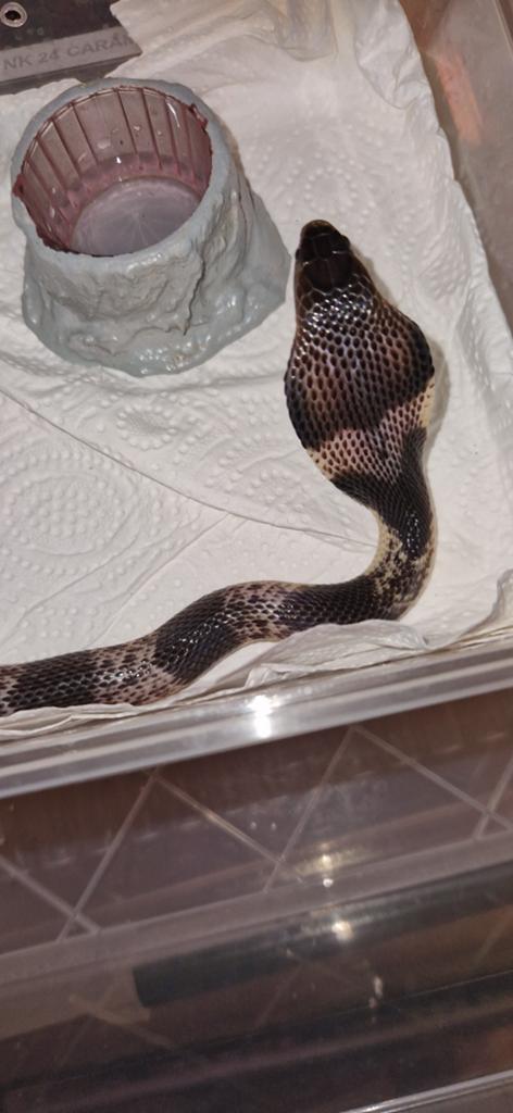 Zwart wit spugende cobra #Aziatische spugende cobra, Dieren en Toebehoren, Slang, 0 tot 2 jaar