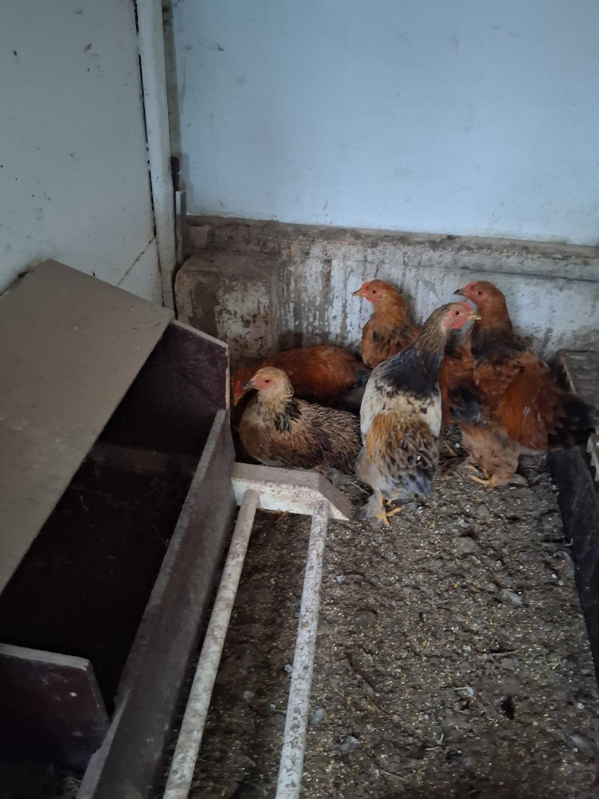 jonge brahma kippen, Dieren en Toebehoren, Meerdere dieren, Kip