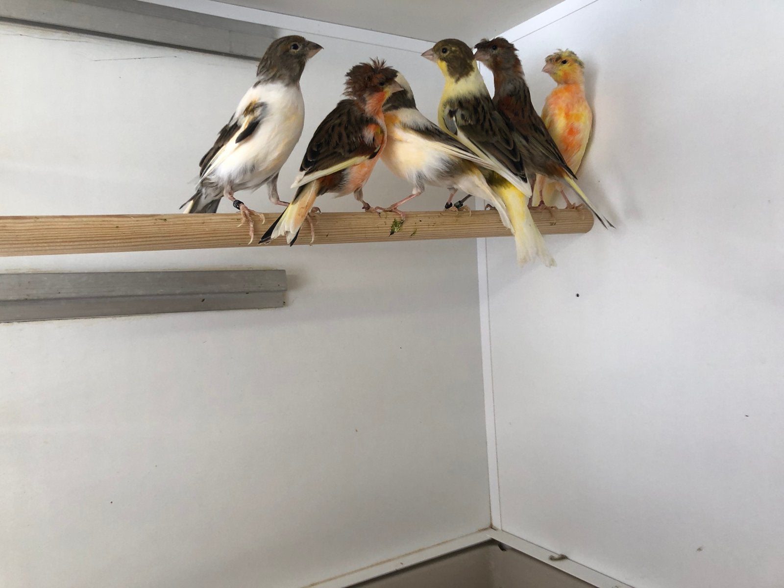 Harlekijn kanarie poppen, Meerdere dieren, Kleurkanarie
