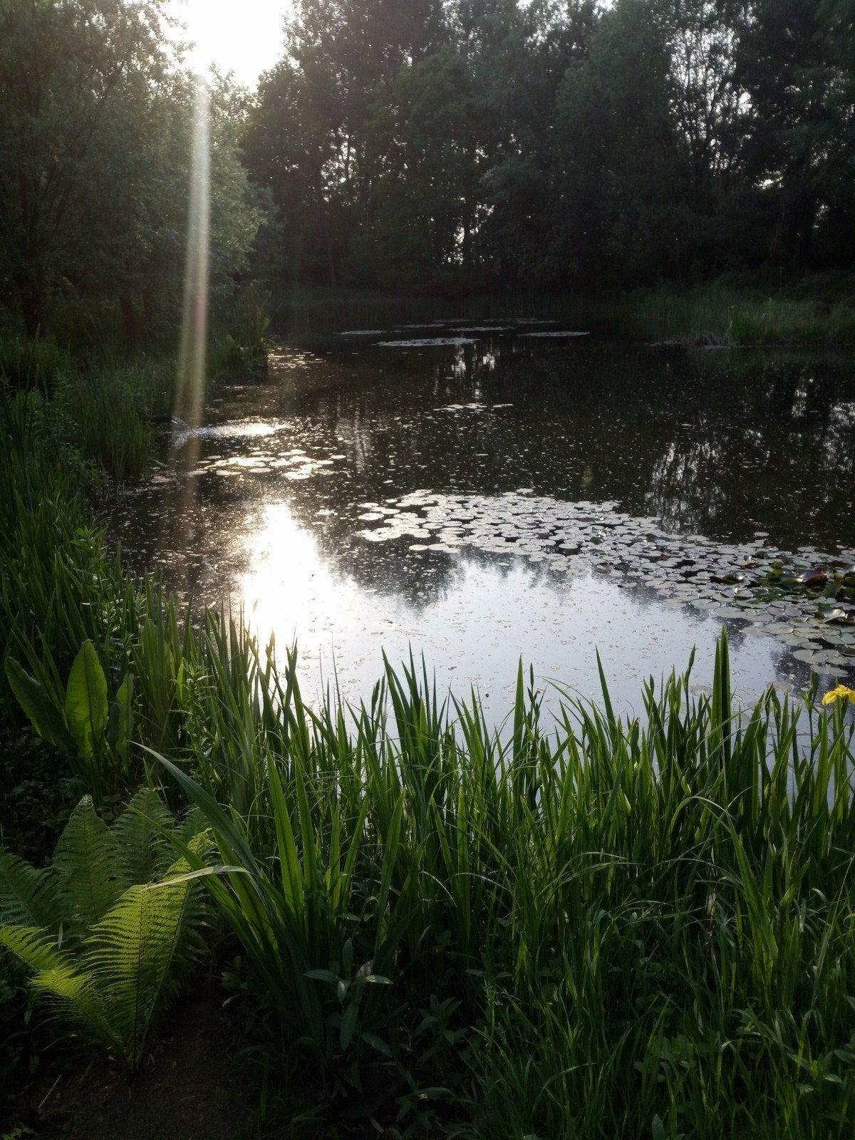 gezocht koi, karper, zeelt voor vijver, Karper of Koi