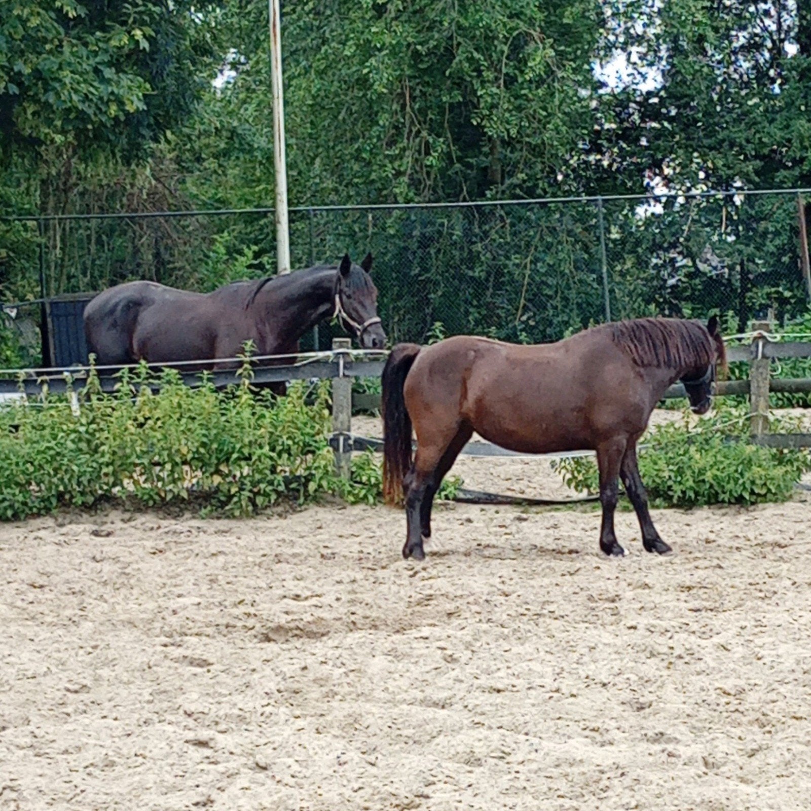Gezocht. Stal/uitloop/landje voor Brave Hengst en 2x Pony, Stalling, 2 of 3 paarden of pony's