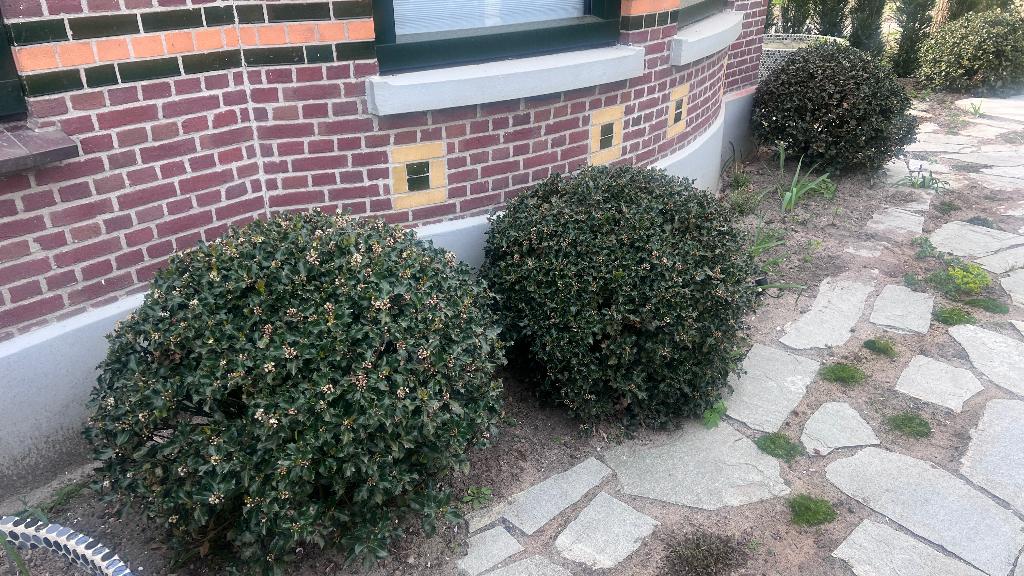 4 grote Hulstbollen Ilex ‘Blue Princess, Tuin en Terras, Planten | Struiken en Hagen, Ophalen, Hulst, Struik, Minder dan 100 cm