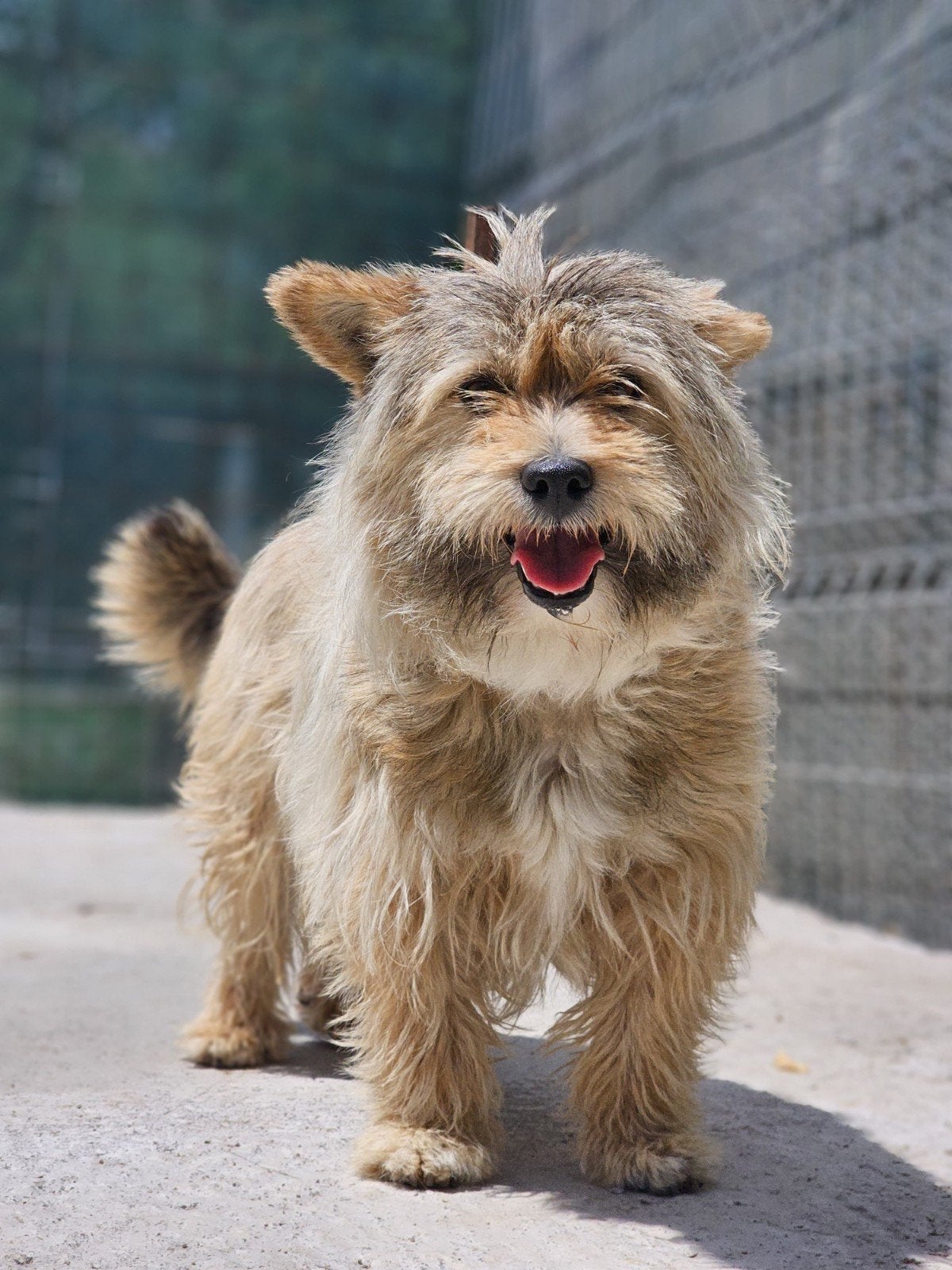 Murdock zoekt een baasje, Dieren en Toebehoren, Honden | Niet-rashonden, 6 jaar of ouder, Buitenland, Eén hond, Reu