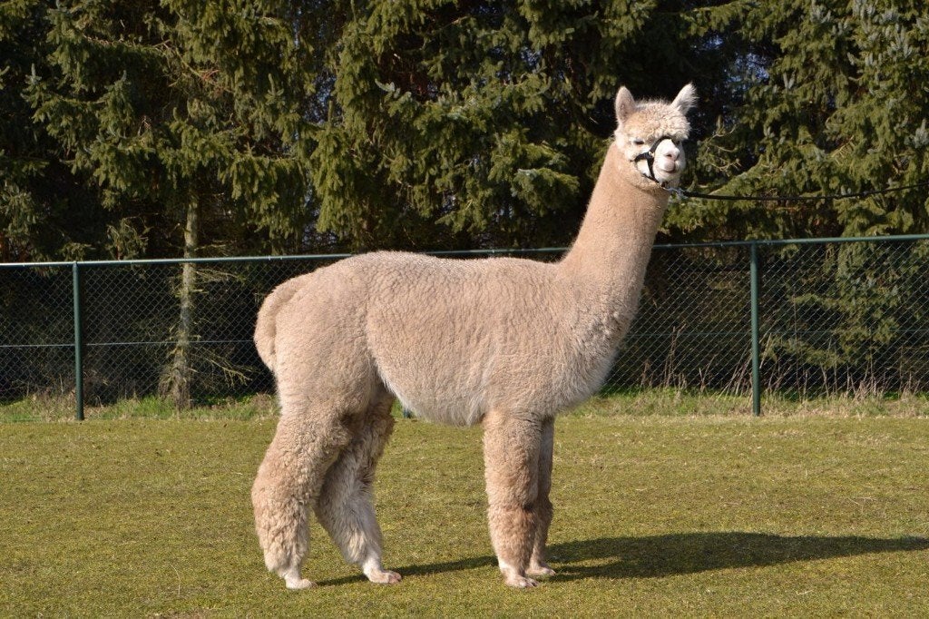 Alpaca hengst, Dieren en Toebehoren, Augustus, Mannelijk