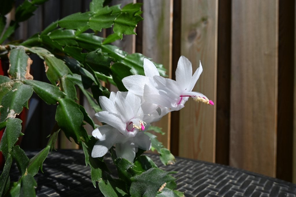 Stekje lidcactus (Schlumbergera truncatus) plant, Overige soorten, Minder dan 100 cm, Bloeiende kamerplant, Halfschaduw