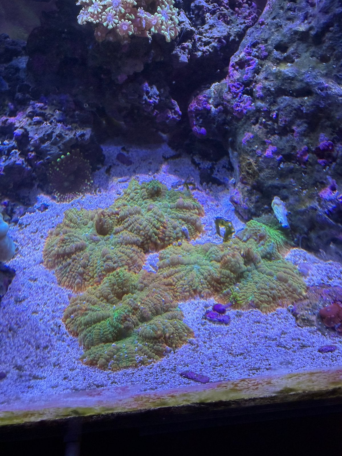 Mushroom koralen, Overige typen