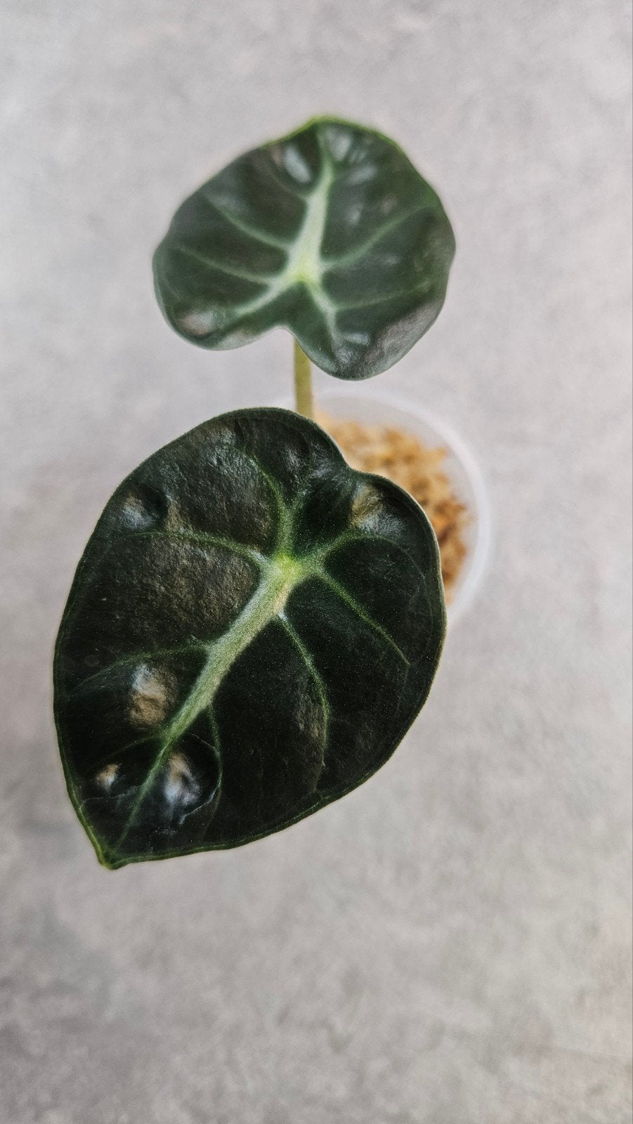 Alocasia Balloon Heart, Ophalen of Verzenden, Halfschaduw, Minder dan 100 cm