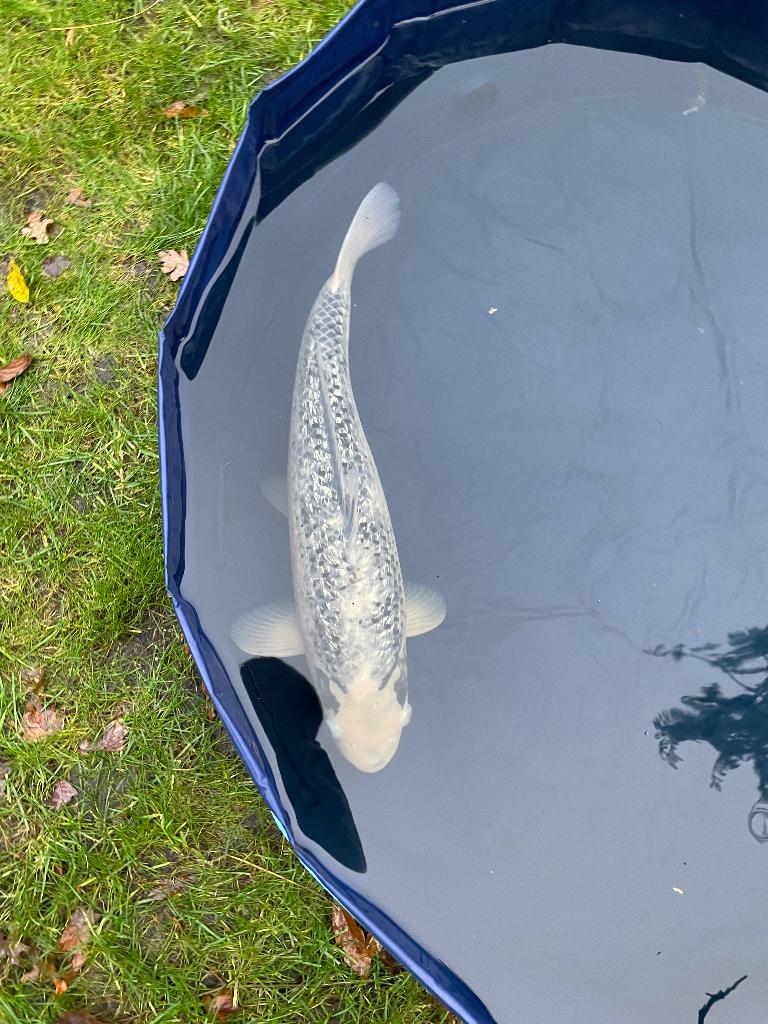 Gin matsuba japanse koi, Karper of Koi