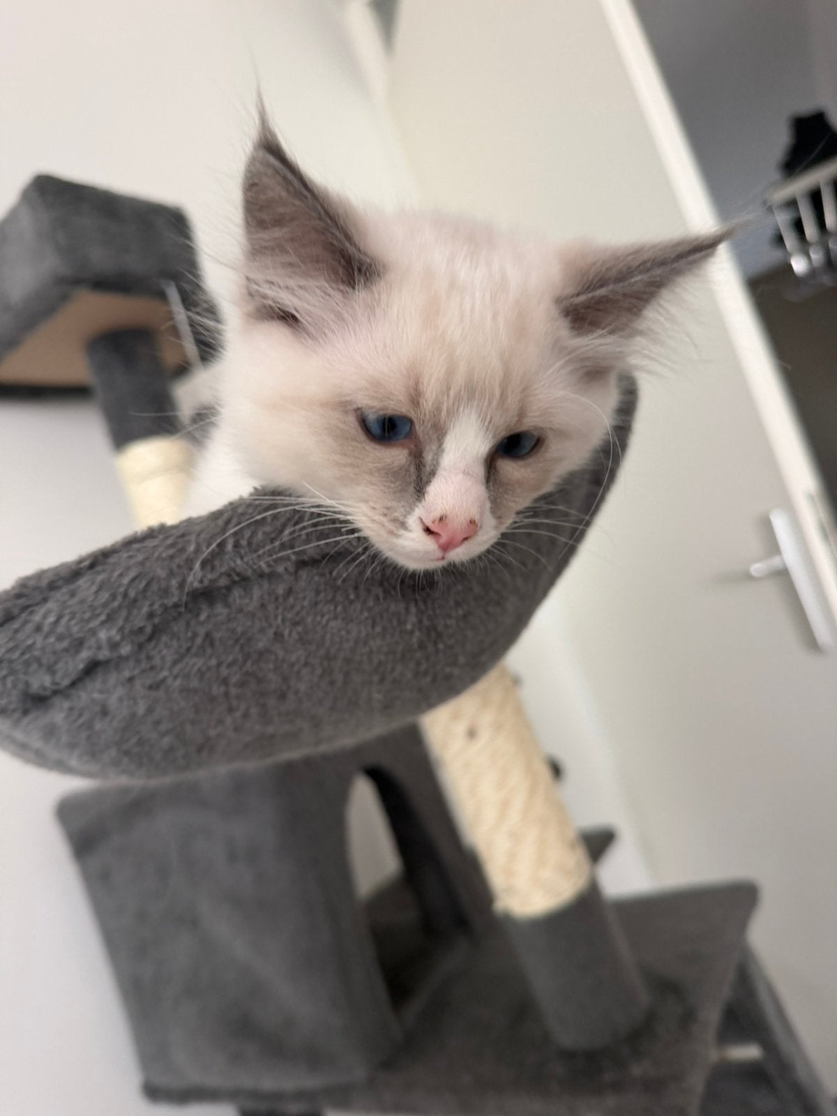 Knappe Ragdoll kitten, Kater, 0 tot 2 jaar