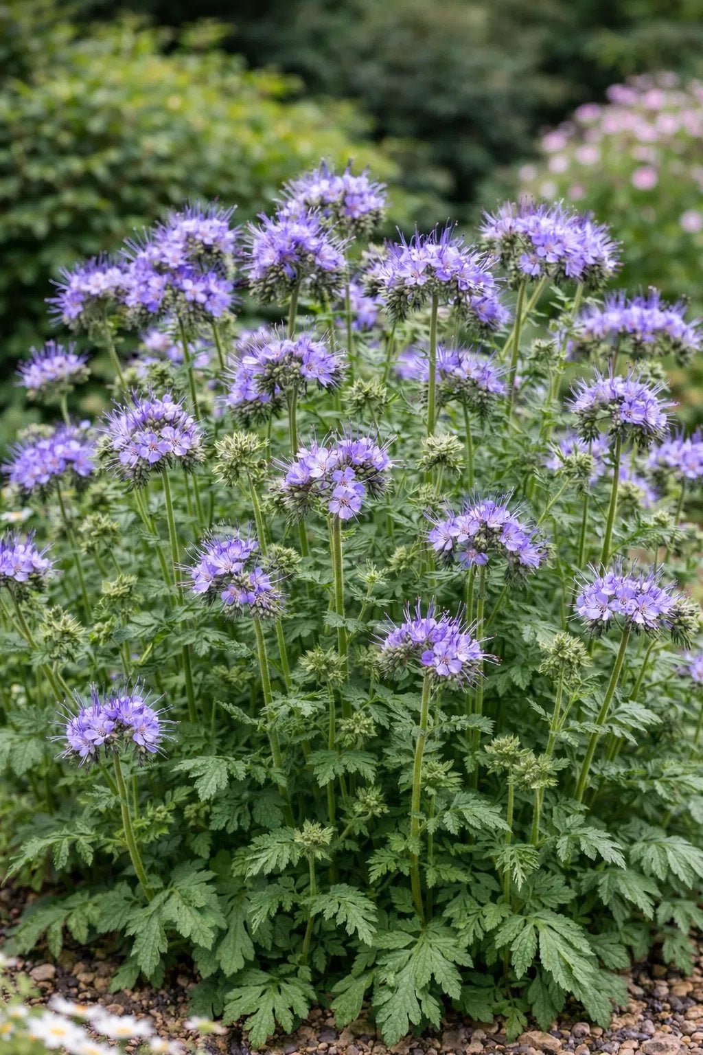 Phacelia / Bijenbrood Biologisch, Ophalen of Verzenden, Eenjarig, Siergrassen, Volle zon