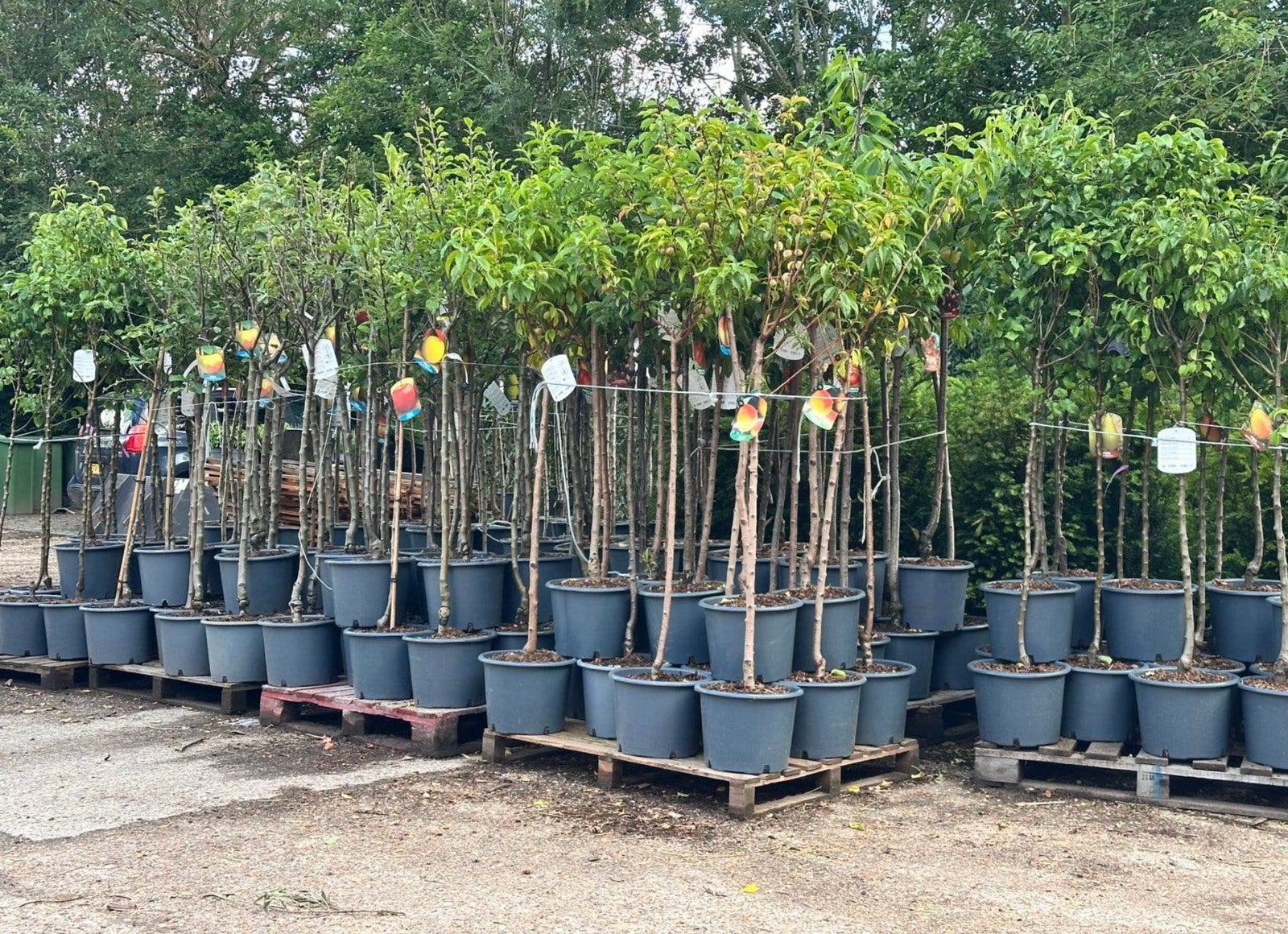 Diverse halfstam fruitbomen. Pot gekweekt, Ophalen, Volle zon, Overige soorten
