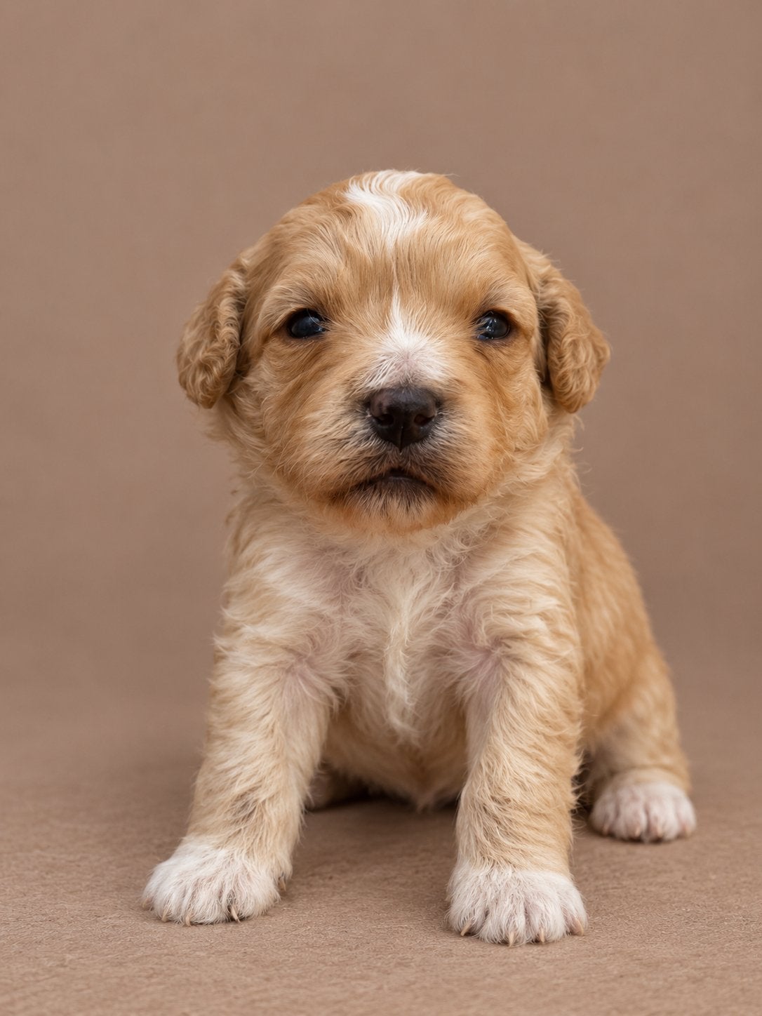 Maltipoo pups, maltezer x toy poedel, Dieren en Toebehoren, Nederland, Overige rassen, CDV (hondenziekte), 8 tot 15 weken