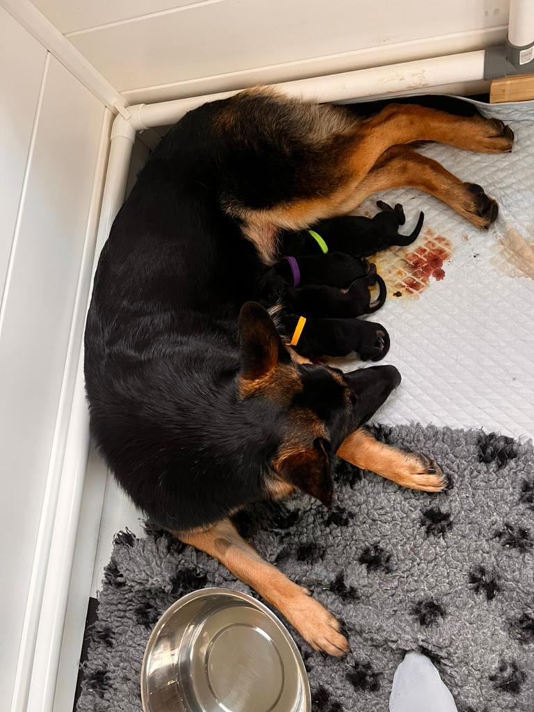 Raszuivere Duitse Herder pups, Dieren en Toebehoren, Honden | Herdershonden en Veedrijvers, Parvo, 8 tot 15 weken, Meerdere, Meerdere dieren