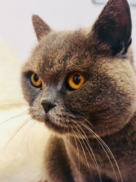 Kat Moonie, Dieren en Toebehoren, Katten en Kittens | Raskatten | Korthaar, Kater, Ontwormd, 6 jaar of ouder