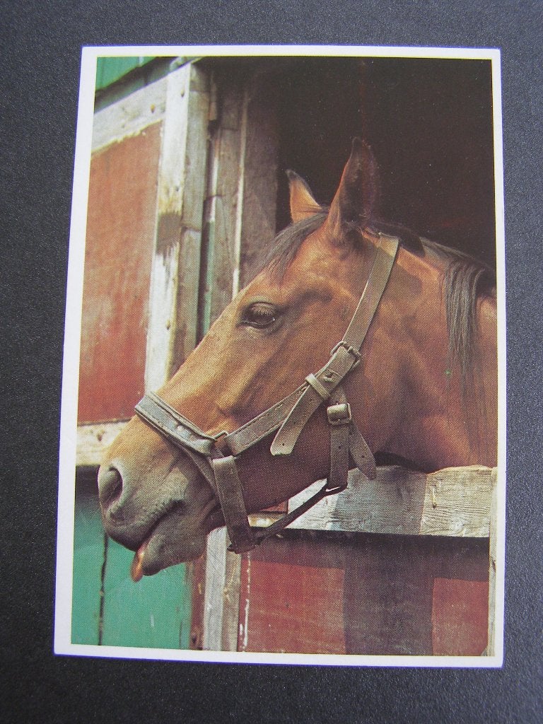 Paard: kleuren ansichtkaart tbv Actie Kinderpostzegels, Ophalen of Verzenden, 1960 tot 1980, Ongelopen, Paard