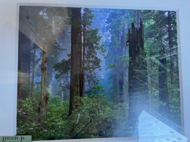 Kunst Foto Bos, Antiek en Kunst, Ophalen of Verzenden