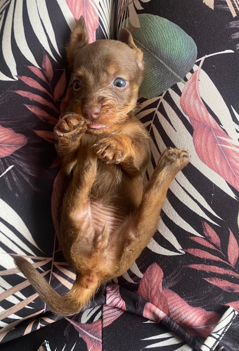 🐶 super schattige dwergteckel dwerg teckel pups 🩷💛🧡💜💚, Parvo, 8 tot 15 weken, Korthaar, Dwerg