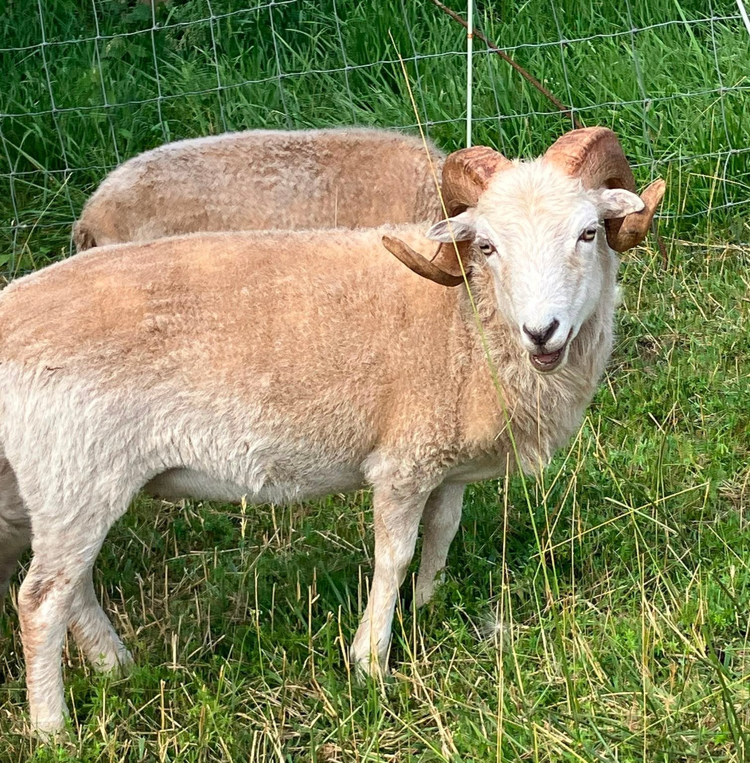 Ouessant Quessant ram wit april 2025, Mannelijk, Schaap, 0 tot 2 jaar