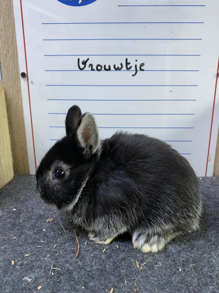 Handtam Dwergkonijn, Dieren en Toebehoren, Konijnen, Vrouwelijk, Dwerg