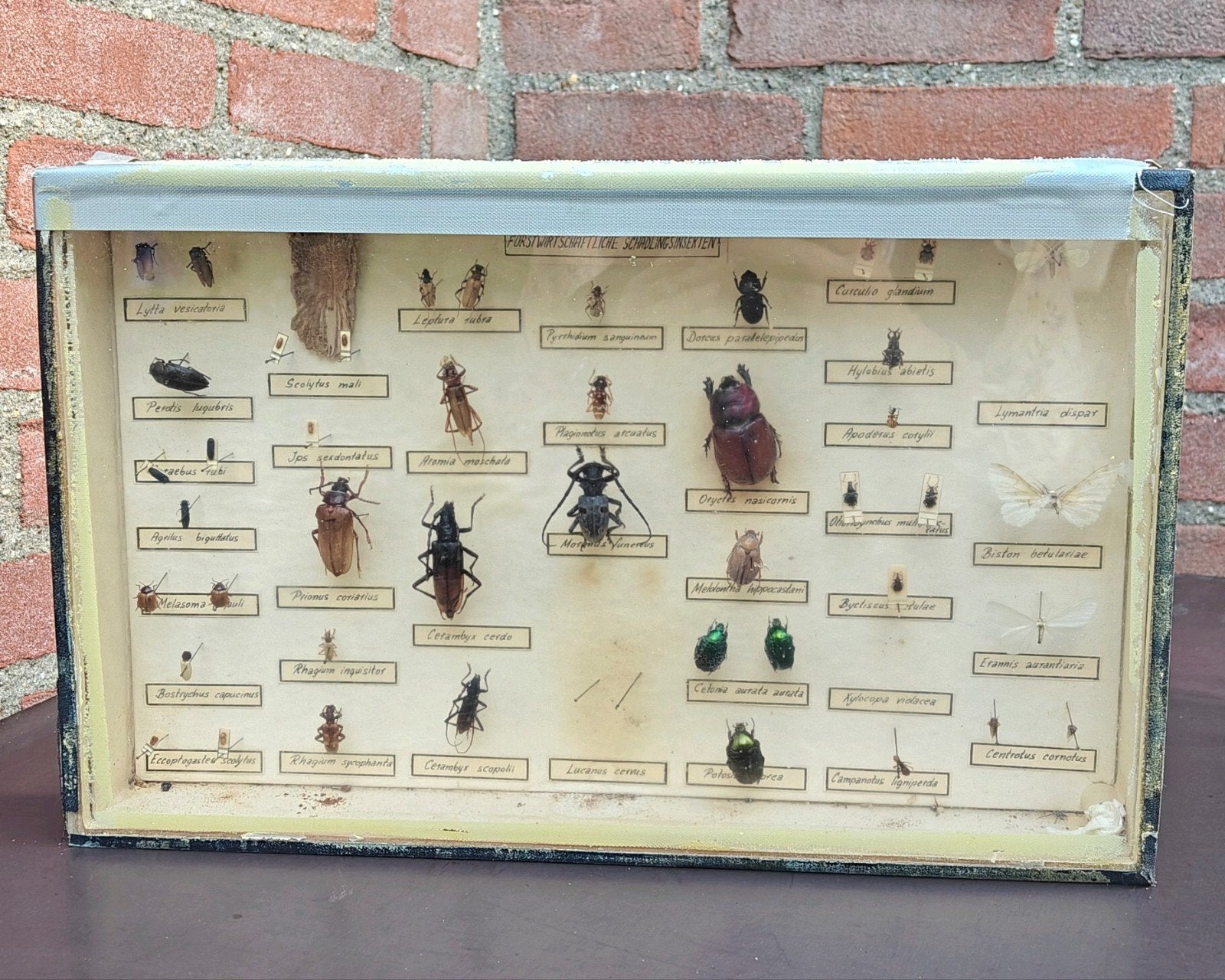 Vintage Insectenverzameling in vitrineboxje, Ophalen of Verzenden, Gebruikt, Insect, Overige typen