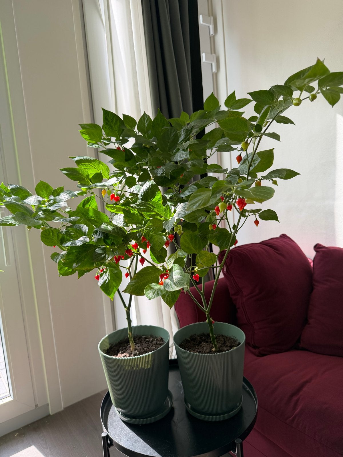 Cherry Peper Plant x2, Tuin en Terras, Planten | Tuinplanten, Ophalen, Volle zon, Groenteplanten, Eenjarig