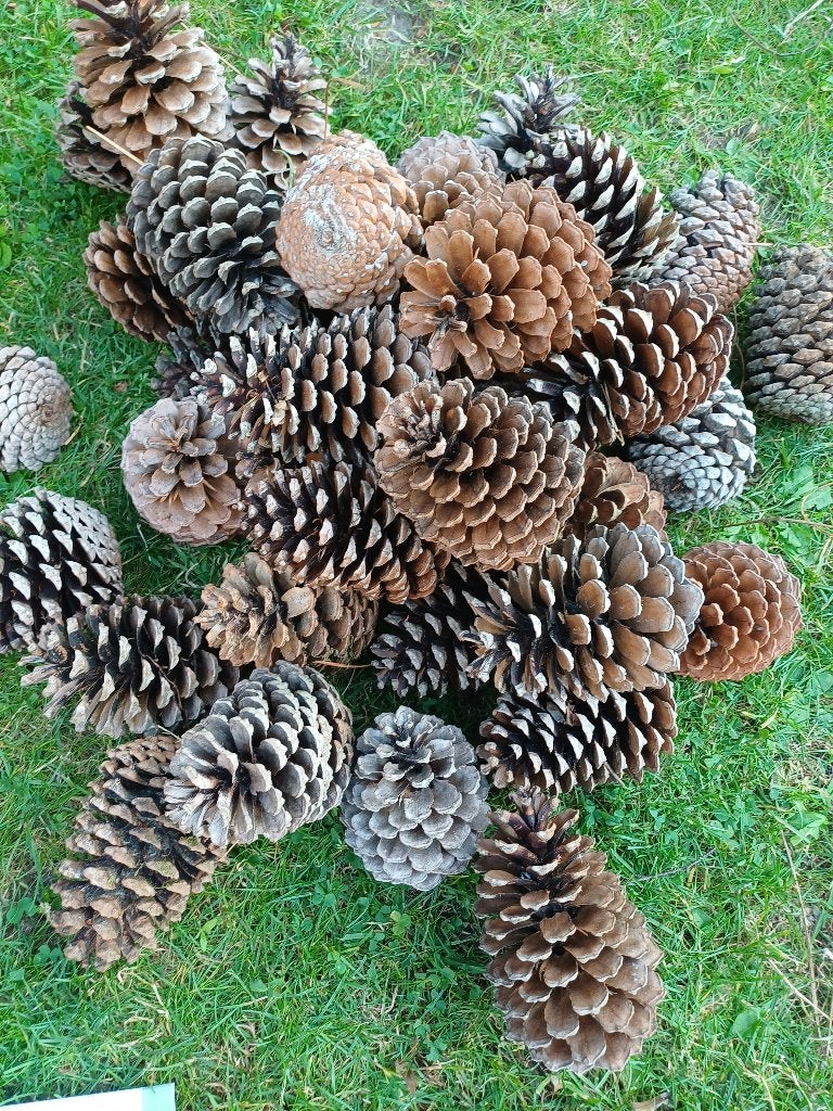 Groot, groter, grootst dennenappels, Ophalen of Verzenden, Nieuw
