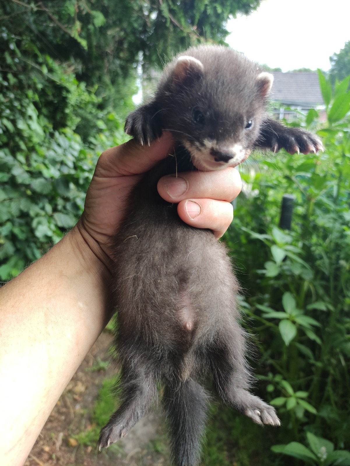 Fretten pups, Dieren en Toebehoren, Overige Dieren, Mei, Meerdere dieren