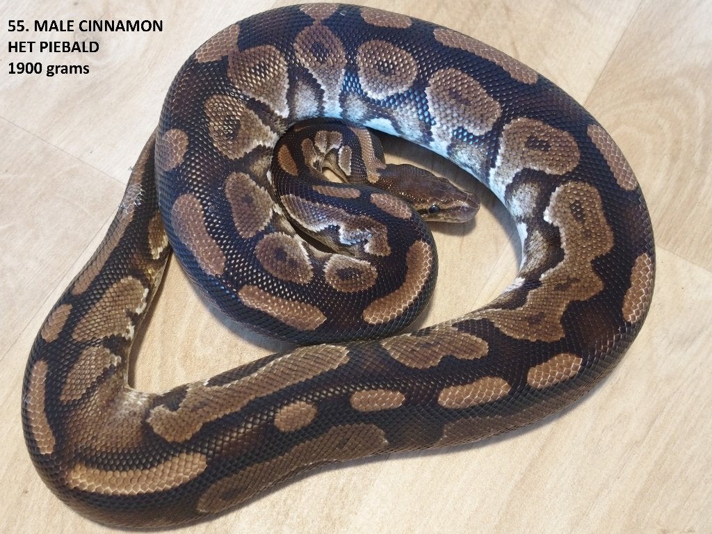 Koningspythons halfwas en volwassen kweekdieren deel 3 Ball Python photo 7