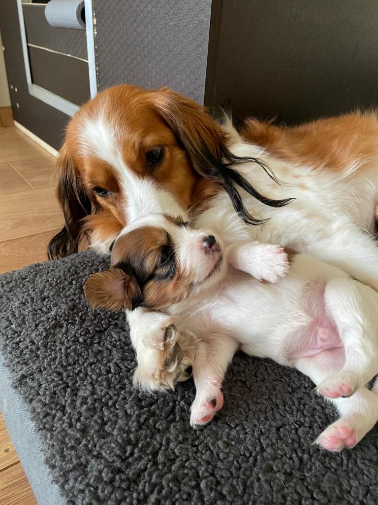 Raszuivere kooiker pups alleen nog reutjes beschikbaar., Overige rassen, 8 tot 15 weken, Meerdere, Meerdere dieren