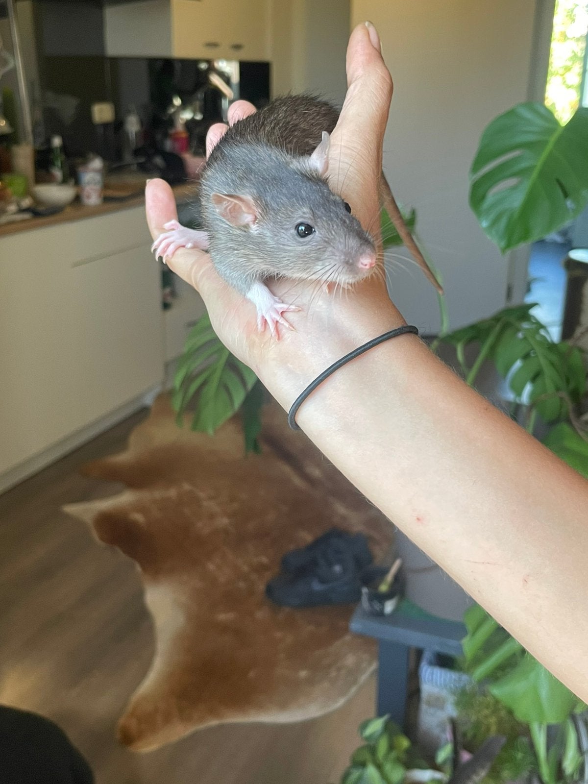 Tamme ratten, Dieren en Toebehoren, Knaagdieren, Rat, Juli, Vrouwelijk, Tam