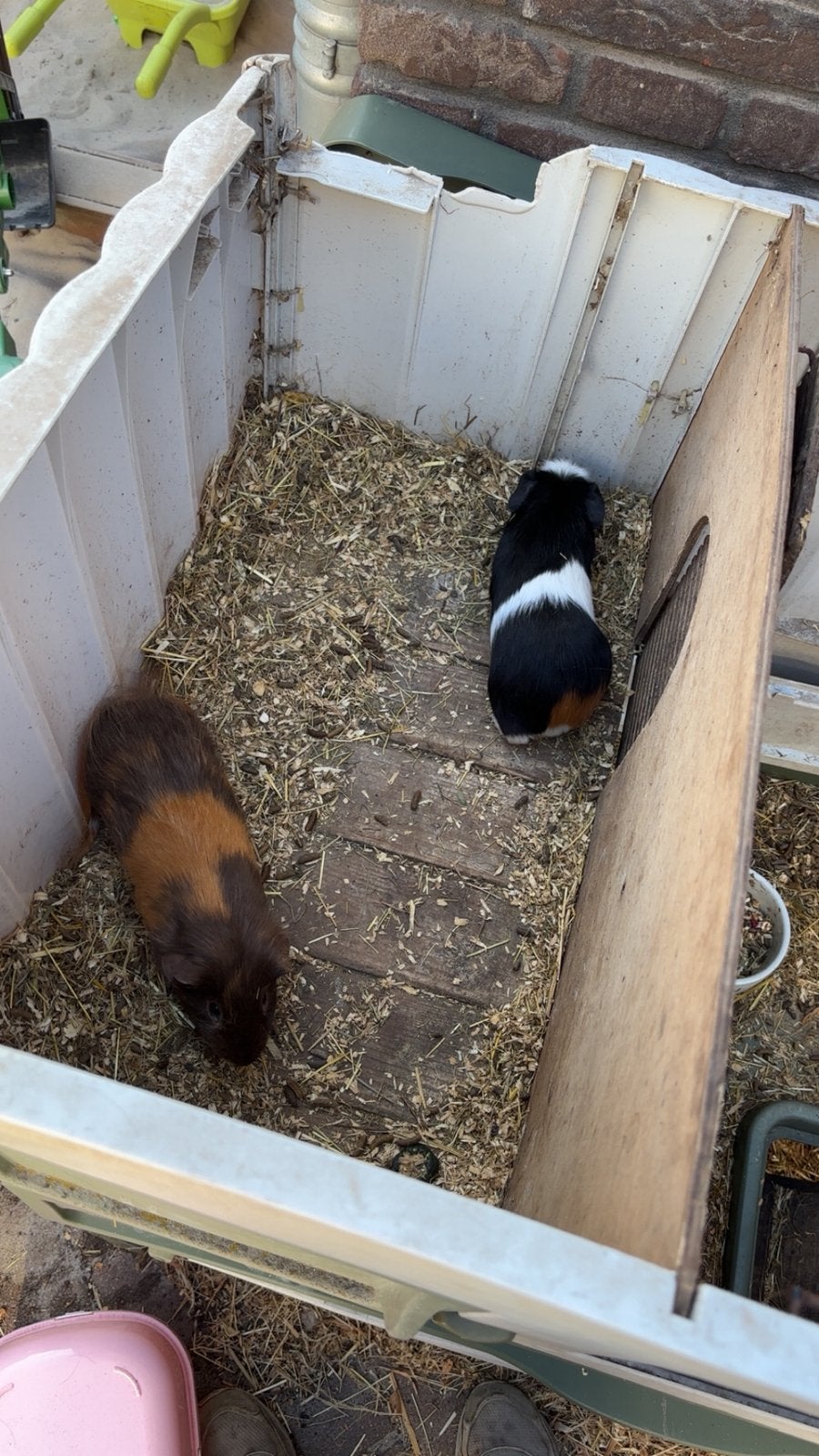 2 cavias, Dieren en Toebehoren, Cavia, Juni, Mannelijk, Tam