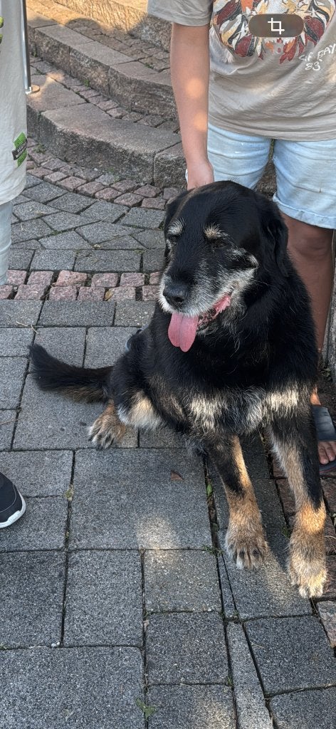 Nieuw BAASJE voor BOEFJE gezocht, 6 jaar of ouder, Reu, Groot, Eén hond
