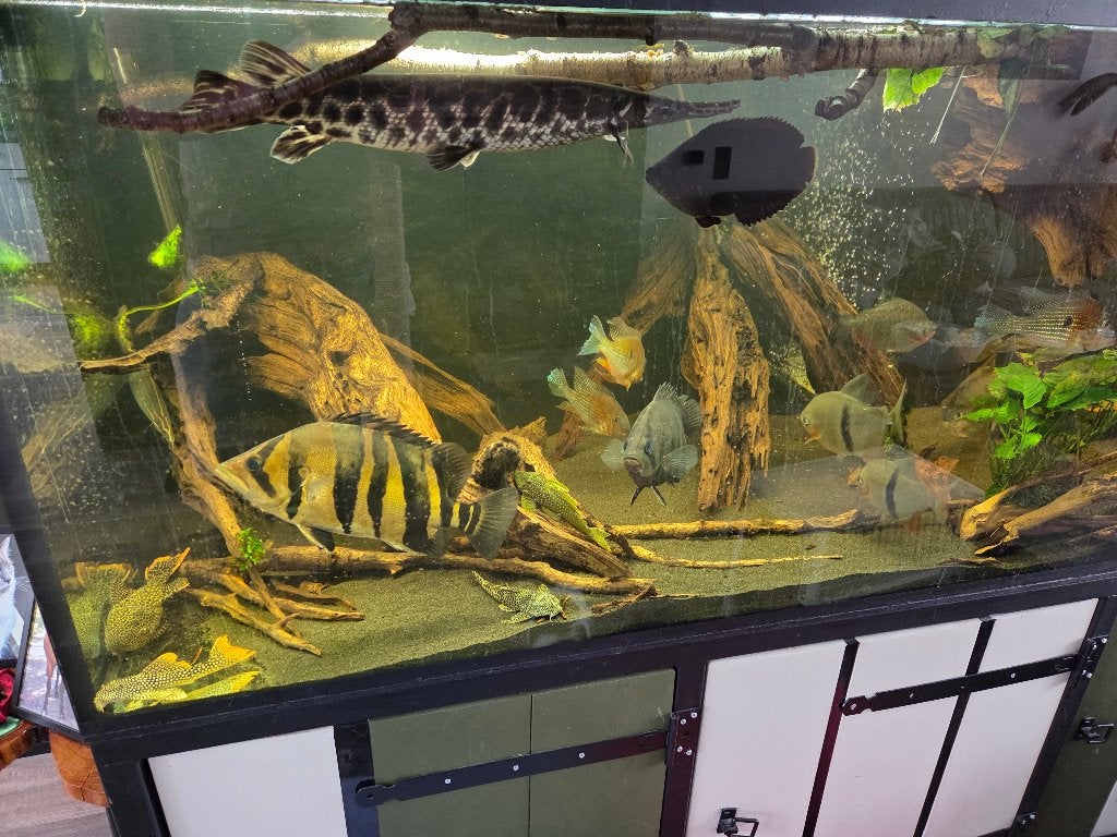 Spotted Gar, Dieren en Toebehoren, Vissen | Aquariumvissen, Vis, Zoetwatervis