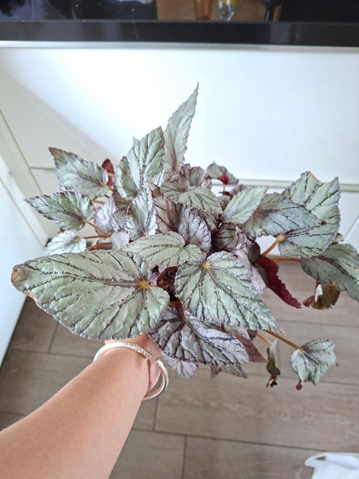 begonia rex, Ophalen, Halfschaduw, Minder dan 100 cm