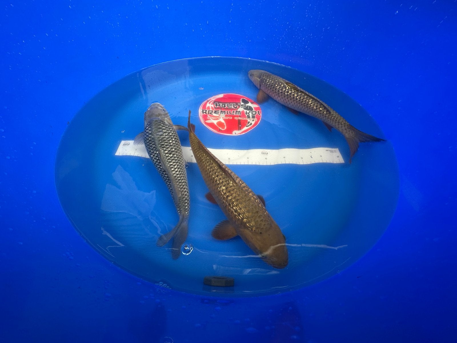 Kleine greep uit de collectie , Ginrin Soragoi en Chagoi!, Karper of Koi